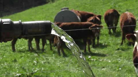 Ein Wasserbrunnen mit Kühe Stock Footage 36333548