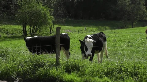Ein Wasserbrunnen mit Kühe Stock Footage 36333552