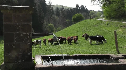 Ein Wasserbrunnen mit Kühe Stock Footage 36333562