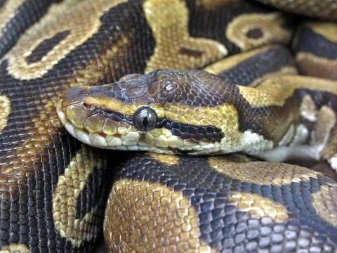  Eine Koenigspython (Python regius Shaw) im Terrarium des Tierparks Berlin... 스톡 사진