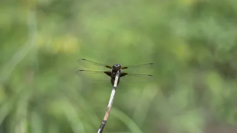 Eine Libelle auf einem Grashalm an einem Teich 動画素材 135608724