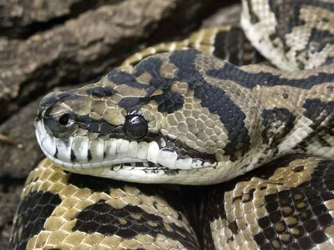  Eine Rautenpython ( Morelia spilota variegata) beobachtet aufmerksam ihre... Stock Photos