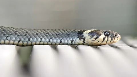 Eine Schlange auf der Suche 動画素材 135833341