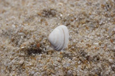 Eine weisse Muschel im Sand Stock Photos