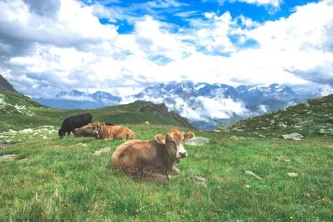 Einige Kühe grasen auf den Weiden der Schweizer Alpen *** some Cows graze .. Stock Photos