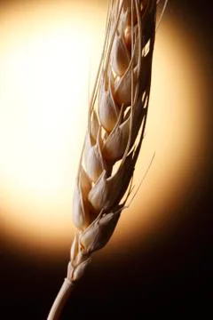 Einkorn wheat Stock Photos