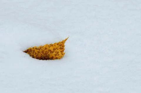Einsames Blatt im Schnee einsames Blatt im Schnee, lonely leaf in snow, Co... Stock Photos