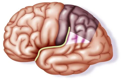  Einstein s brain Einstein s brain. Illustration of Einstein s brain, high... Stock Photos