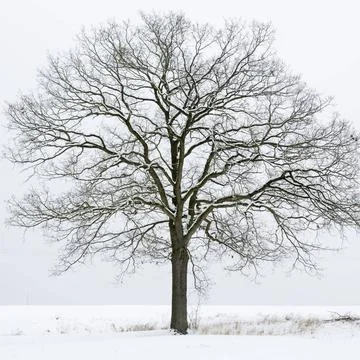 Einzelner kahler Baum in einer Winterlandschaft Einzelner kahler Baum in e... Stock Photos