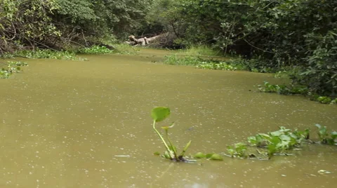 Eire Amazon River Stock Footage 45280472