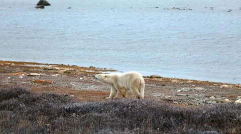 Eisbär Ein Eisbär am Ufer der Hudson bay auf Futtersuche Copyright: xZoona. Stock Photos