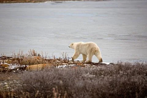 Eisbär Ein Eisbär am Ufer der Hudson Bay auf Futtersuche Copyright: xZoona. Stock Photos