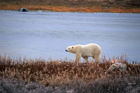 Eisbär Ein Eisbär am Ufer der Hudson Bay auf Futtersuche Copyright: xZoona. Stock Photos
