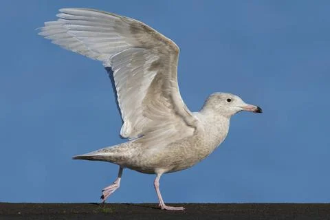 Eismoewe, Eis-Moewe (Larus hyperboreus), startet, Azoren glaucous gull (La... Stock-Fotos