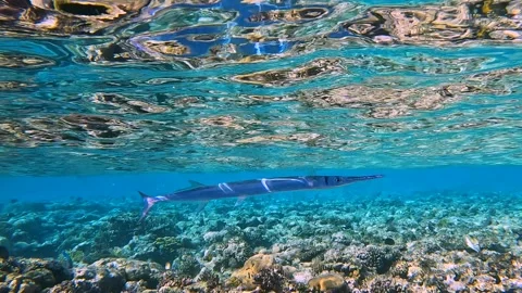 Either Houndfish (Garfish) / Needlefish (Tylosurus Choram) in the Red Sea 스톡 동영상 177888867