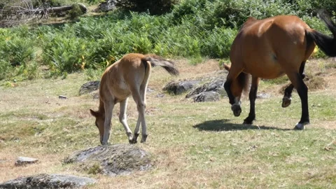 Either wild mare and foal are unquiet with insects and cattle flies attack, 4k Stock Footage 312814304
