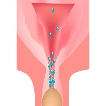 Ejaculation. Ejaculation into the genital tract. The structure of the uterus and Stock Illustration