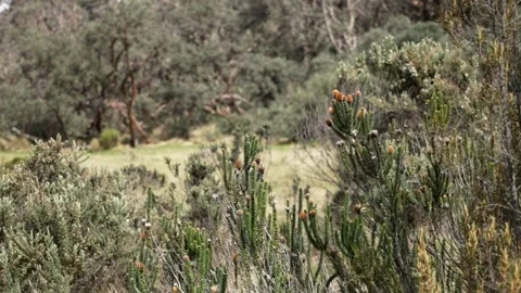 El Cajas Flora Stock Footage 269724575