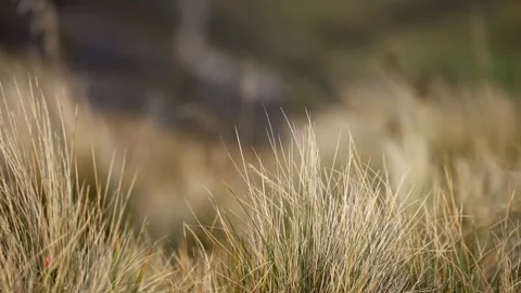 El Cajas Flora Stock Footage 269724576