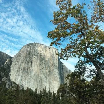 El Capitan With Single Tree On Screen Right And Cloudy Blue Sky On Sunny Day Stock Photos