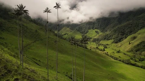  El Cocoy, Valle de Cocora 動画素材 250630100