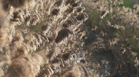 El Hondo Stock Footage 61570187