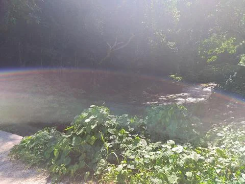 El Mulito River Clean Freshwater Lush Nature South Dominican Republic Stock Photos
