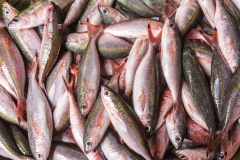 El Nido, Palawan Island, September 2018, fish catch Stock Photos