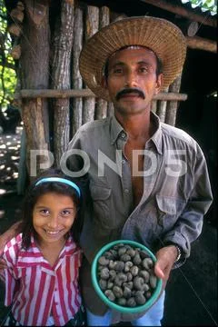 El salvador farming cashew nut producer with of ~ Premium Photo #12069439