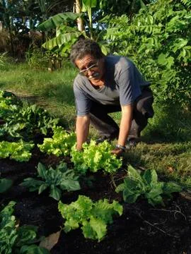 El salvador lettuce organic market gardening at Stock Photos