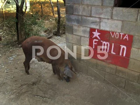 El salvador pig next to political sign san Stock Photos