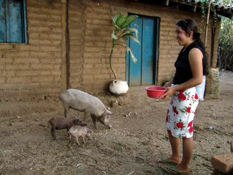 El salvador woman female feeding her pigs san Stock Photos