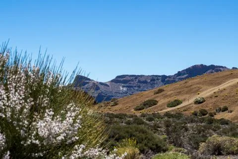 El Teide Flora view Stock Photos