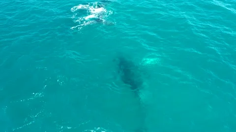EL TULE LOS CABOS BCS MEXICO-2022: Sea The Whale Stock Footage 204914965
