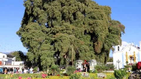 El Tule is the widest tree in the world located in oaxaca Stock Footage 228646946