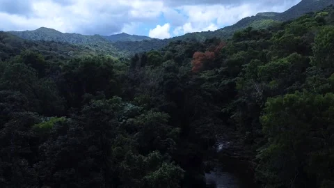 El Yunque 1 Stock Footage 250253469
