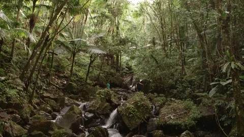El Yunque - Creek Stock Footage 88225892