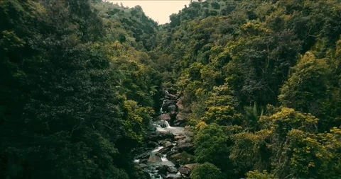 El Yunque Rainforest Stock Footage 272161785