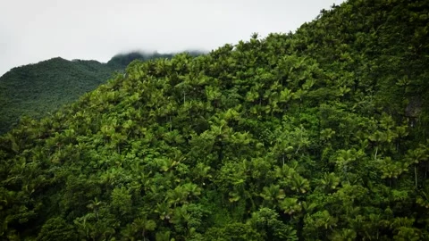 El Yunque rainforest Stock Footage 272161786