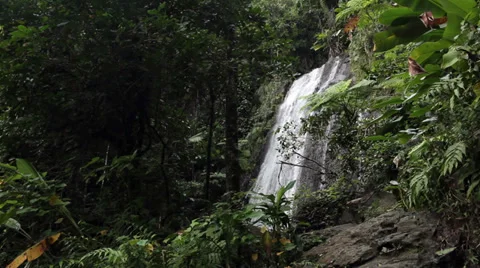 El Yunque rainforest waterfall jungle Puerto Rico HD 1763 Stock Footage 34814357