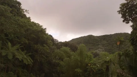 El Yunque road Foliage Stock Footage 88225904
