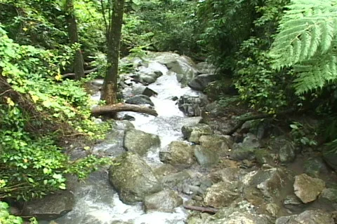 El Yunque Stream Video stock 817415