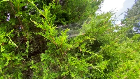 Elaborate Spider Web Entwined In Pine Tree Stock Footage 138539479