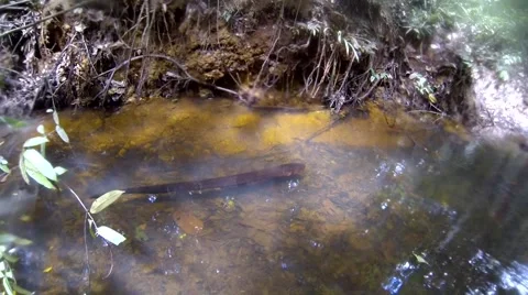 Elactric eel in natural environment Stock Footage