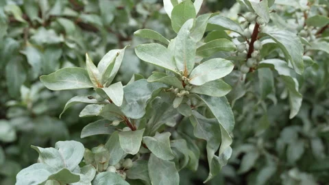 Elaeagnus commutate shrub also commonly known as silverberry or wolf-willow Stock Footage 344055745