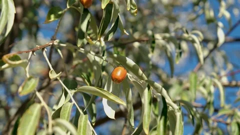 Of an Elaeagnus tree. A close-up view of fresh oleaster (Senjed) on the tree Stock Footage 288907427