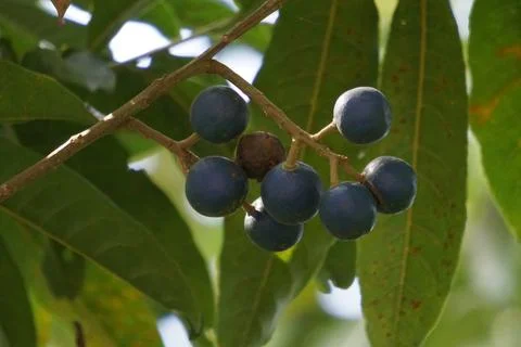 Elaeocarpus ganitrus (Jenitri, Ganitri, ganiter atau ganitris, kimkungtsi) Stock Photos