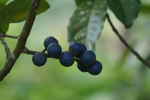 Elaeocarpus ganitrus (Jenitri, Ganitri, ganiter atau ganitris, kimkungtsi) Stock Photos