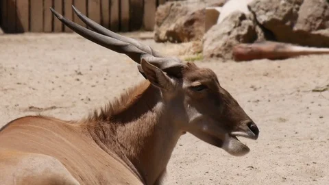 Eland Antelope Stock Footage 75486902