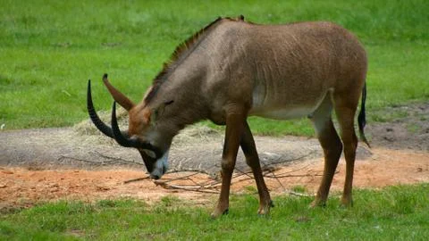 Eland Antelope Stock Photos